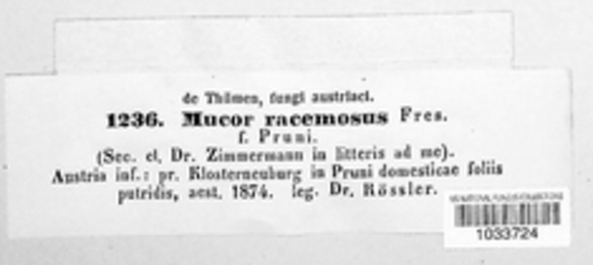 Mucor racemosus image
